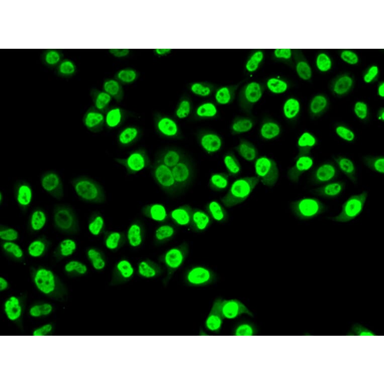 Immunofluorescence - NUDC antibody from Signalway Antibody (39094) - Antibodies.com