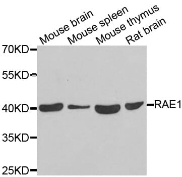Western blot analysis of extracts of various cell lines, using RAE1 antibody.