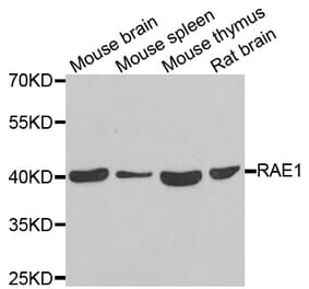 Western blot - RAE1 antibody from Signalway Antibody (39124) - Antibodies.com