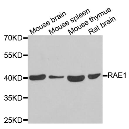 Western blot - RAE1 antibody from Signalway Antibody (39124) - Antibodies.com