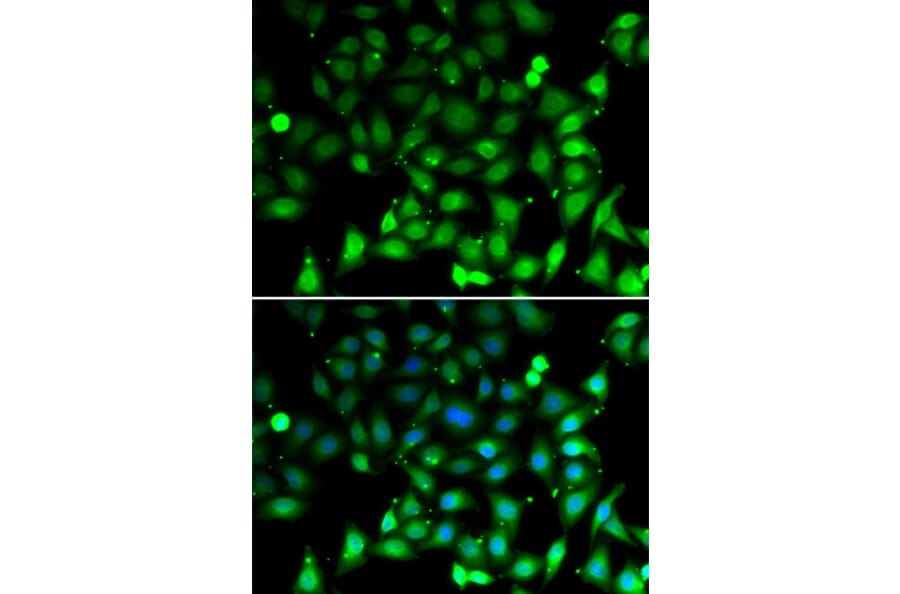 Immunofluorescence - RAE1 antibody from Signalway Antibody (39124) - Antibodies.com