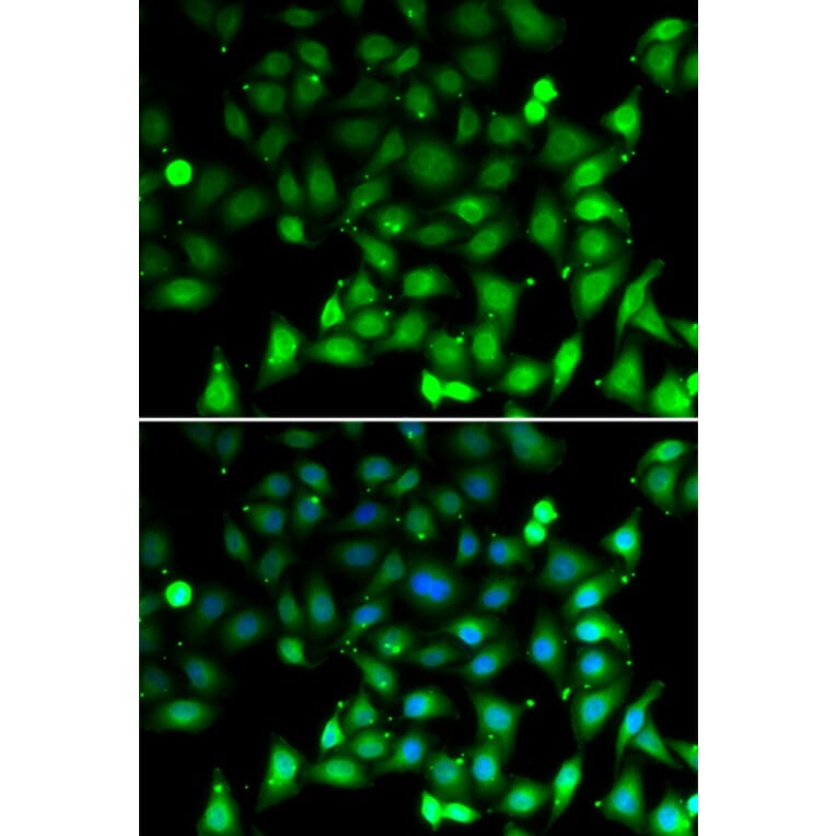 Immunofluorescence - RAE1 antibody from Signalway Antibody (39124) - Antibodies.com