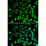 Immunofluorescence - RAE1 antibody from Signalway Antibody (39124) - Antibodies.com