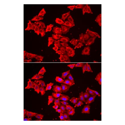 Immunofluorescence - SMPX antibody from Signalway Antibody (39148) - Antibodies.com