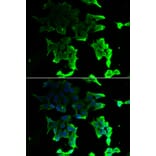 Immunofluorescence - TANK antibody from Signalway Antibody (39161) - Antibodies.com