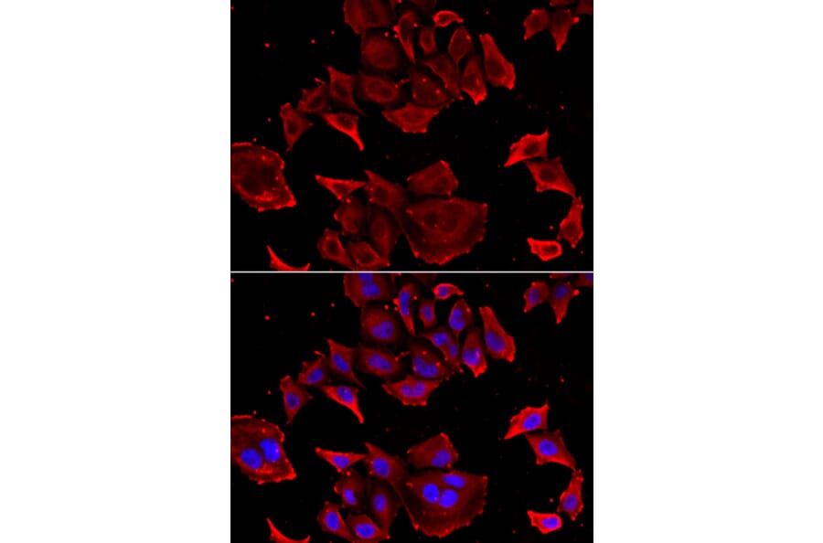 Immunofluorescence - TCAP antibody from Signalway Antibody (39163) - Antibodies.com