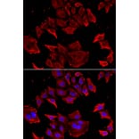 Immunofluorescence - TCAP antibody from Signalway Antibody (39163) - Antibodies.com