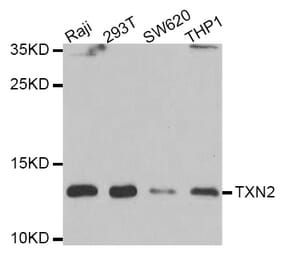 Western blot - TXN2 antibody from Signalway Antibody (39178) - Antibodies.com
