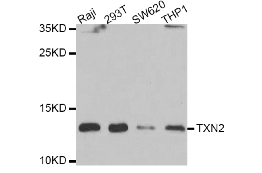 Western blot - TXN2 antibody from Signalway Antibody (39178) - Antibodies.com