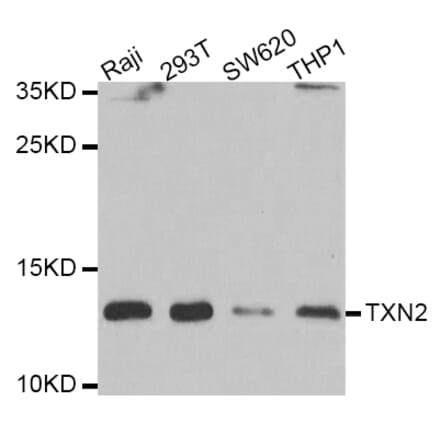 Western blot - TXN2 antibody from Signalway Antibody (39178) - Antibodies.com