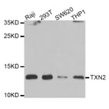 Western blot - TXN2 antibody from Signalway Antibody (39178) - Antibodies.com