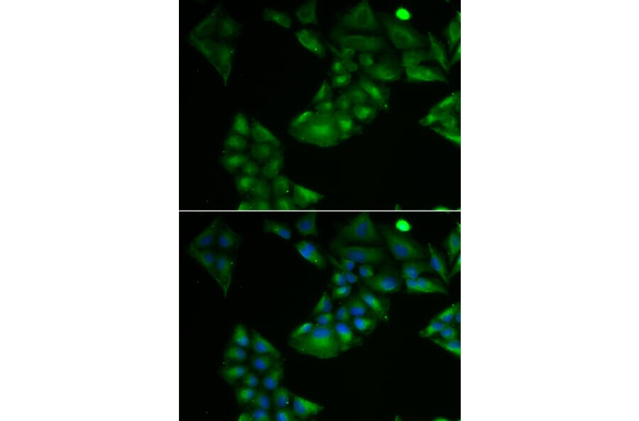 Immunofluorescence - TXN2 antibody from Signalway Antibody (39178) - Antibodies.com