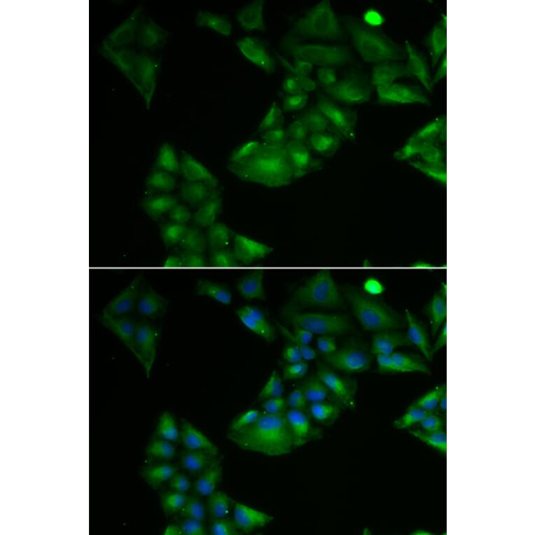 Immunofluorescence - TXN2 antibody from Signalway Antibody (39178) - Antibodies.com