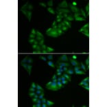 Immunofluorescence - TXN2 antibody from Signalway Antibody (39178) - Antibodies.com