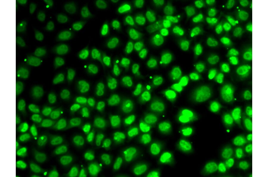 Immunofluorescence - XPO5 antibody from Signalway Antibody (39182) - Antibodies.com