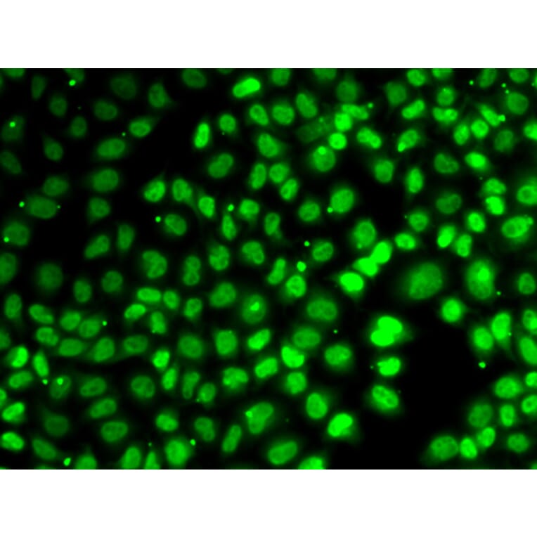 Immunofluorescence - XPO5 antibody from Signalway Antibody (39182) - Antibodies.com