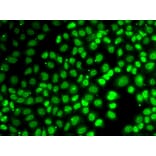 Immunofluorescence - XPO5 antibody from Signalway Antibody (39182) - Antibodies.com