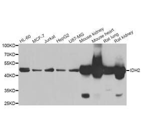 Western blot - IDH2 antibody from Signalway Antibody (39188) - Antibodies.com