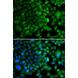 Immunofluorescence - IDH2 antibody from Signalway Antibody (39188) - Antibodies.com