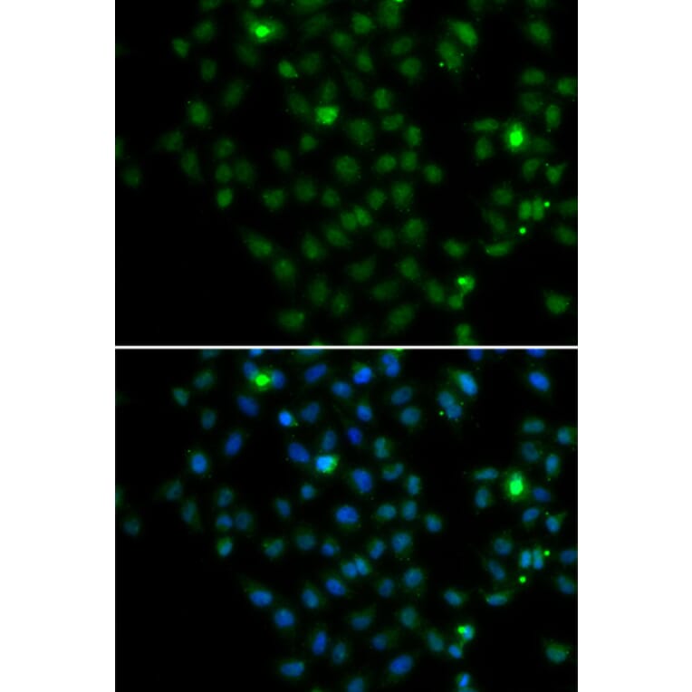 Immunofluorescence - LMO4 antibody from Signalway Antibody (39194) - Antibodies.com