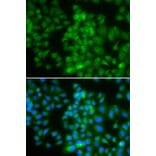 Immunofluorescence - LMO4 antibody from Signalway Antibody (39194) - Antibodies.com