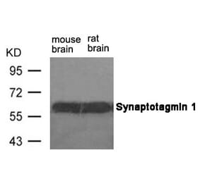Western blot - Synaptotagmin 1 (Ab-309) Antibody from Signalway Antibody (21292) - Antibodies.com