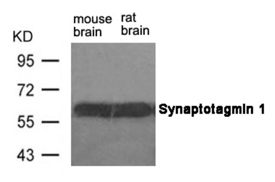 Western blot - Synaptotagmin 1 (Ab-309) Antibody from Signalway Antibody (21292) - Antibodies.com