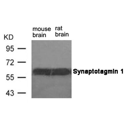 Western blot - Synaptotagmin 1 (Ab-309) Antibody from Signalway Antibody (21292) - Antibodies.com
