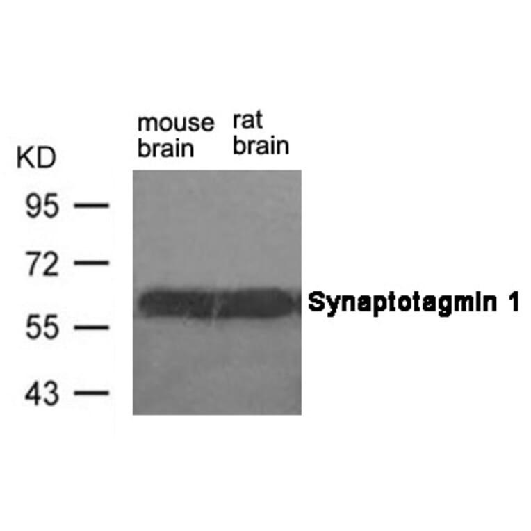 Western blot - Synaptotagmin 1 (Ab-309) Antibody from Signalway Antibody (21292) - Antibodies.com