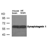 Western blot - Synaptotagmin 1 (Ab-309) Antibody from Signalway Antibody (21292) - Antibodies.com