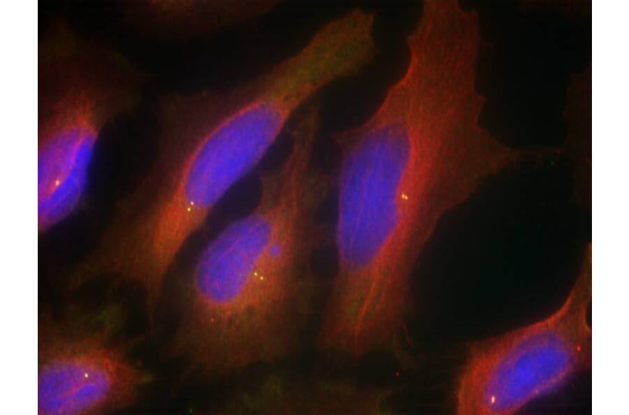 Immunofluorescence - Synaptotagmin 1 (Ab-309) Antibody from Signalway Antibody (21292) - Antibodies.com