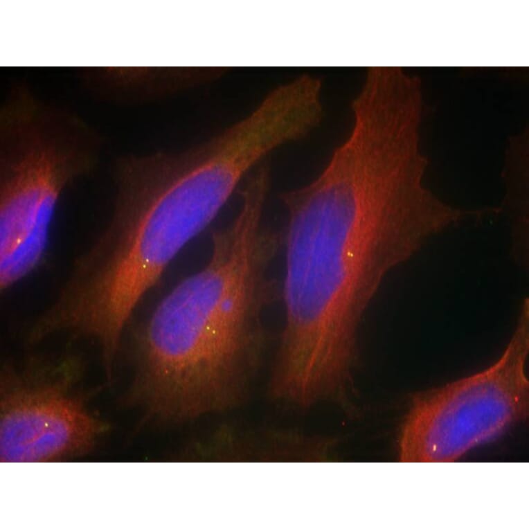 Immunofluorescence - Synaptotagmin 1 (Ab-309) Antibody from Signalway Antibody (21292) - Antibodies.com