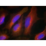 Immunofluorescence - Synaptotagmin 1 (Ab-309) Antibody from Signalway Antibody (21292) - Antibodies.com