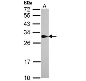 SPR antibody from Signalway Antibody (22028) - Antibodies.com