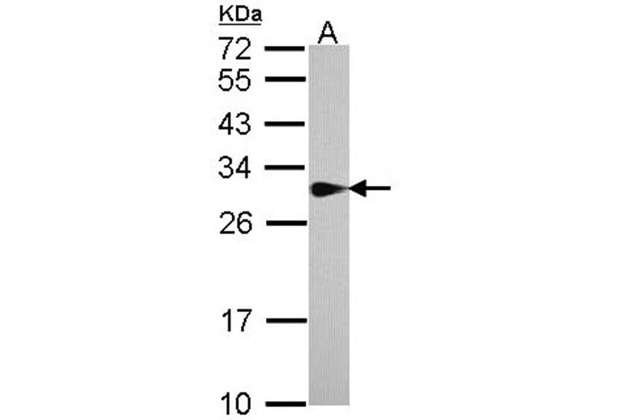 SPR antibody from Signalway Antibody (22028) - Antibodies.com