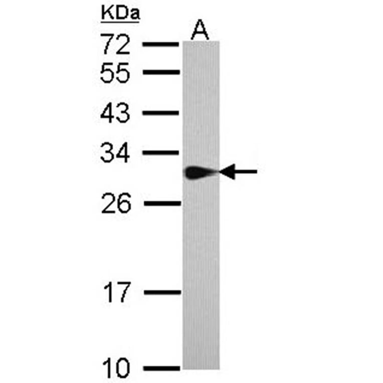 SPR antibody from Signalway Antibody (22028) - Antibodies.com