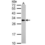 SPR antibody from Signalway Antibody (22028) - Antibodies.com