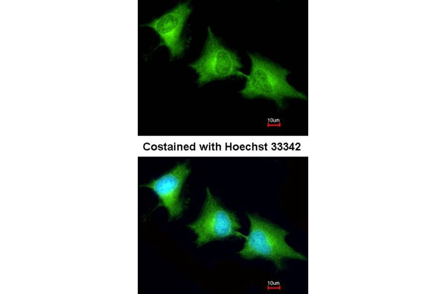 Immunofluorescence - SPR antibody from Signalway Antibody (22028) - Antibodies.com