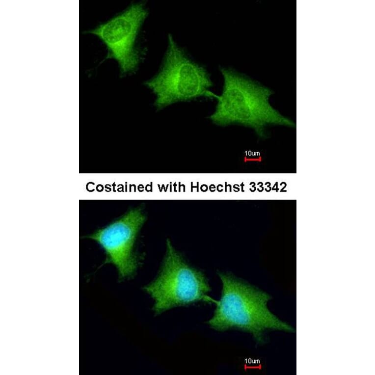 Immunofluorescence - SPR antibody from Signalway Antibody (22028) - Antibodies.com