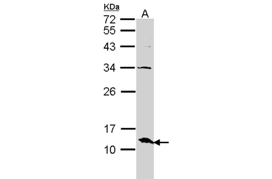 ERH antibody from Signalway Antibody (22095) - Antibodies.com