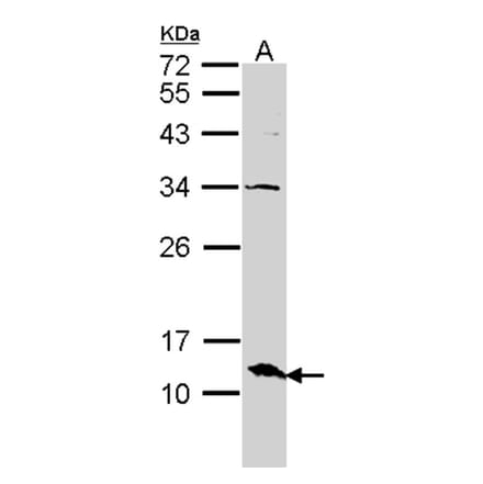 ERH antibody from Signalway Antibody (22095) - Antibodies.com