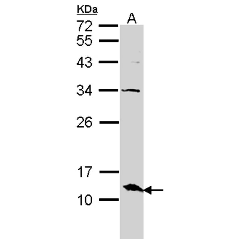 ERH antibody from Signalway Antibody (22095) - Antibodies.com