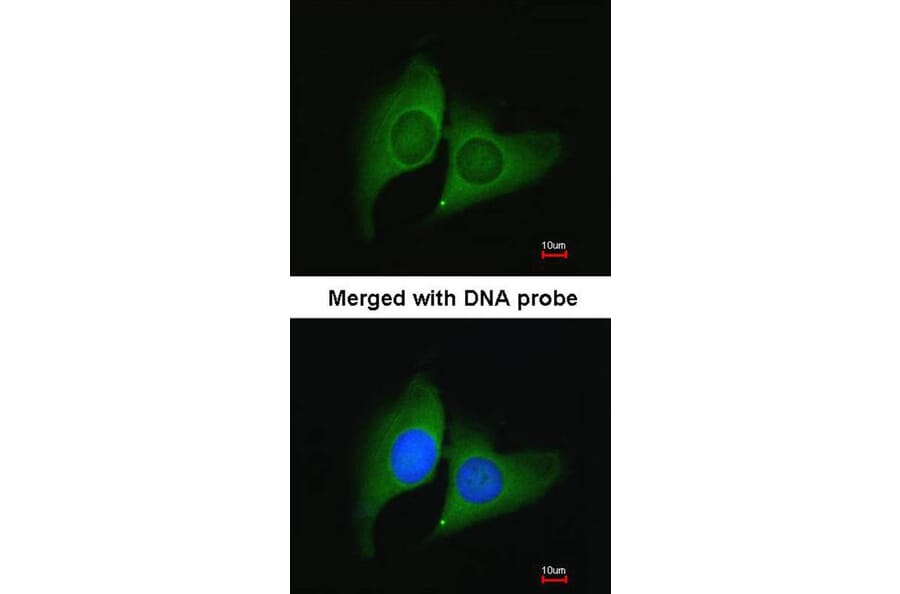 Immunofluorescence - ERH antibody from Signalway Antibody (22095) - Antibodies.com