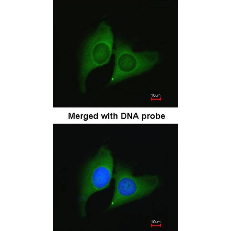 Immunofluorescence - ERH antibody from Signalway Antibody (22095) - Antibodies.com