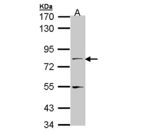 TAP antibody from Signalway Antibody (22138) - Antibodies.com