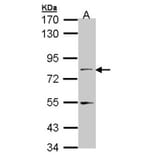 TAP antibody from Signalway Antibody (22138) - Antibodies.com