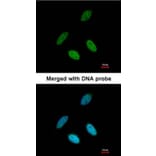 Immunofluorescence - TAP antibody from Signalway Antibody (22138) - Antibodies.com