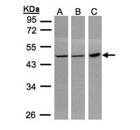 PGD antibody from Signalway Antibody (22221) - Antibodies.com