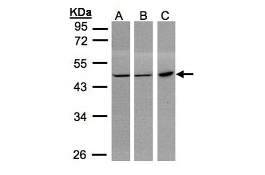 PGD antibody from Signalway Antibody (22221) - Antibodies.com