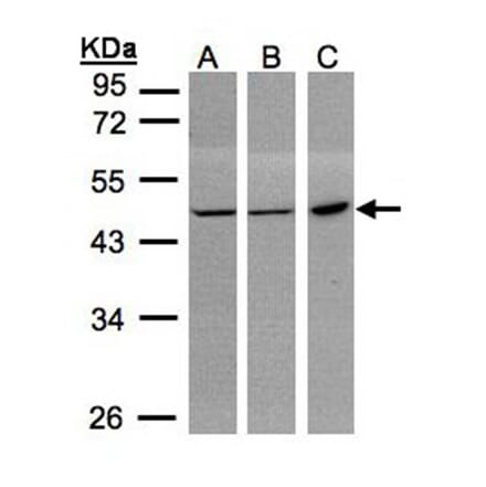 PGD antibody from Signalway Antibody (22221) - Antibodies.com
